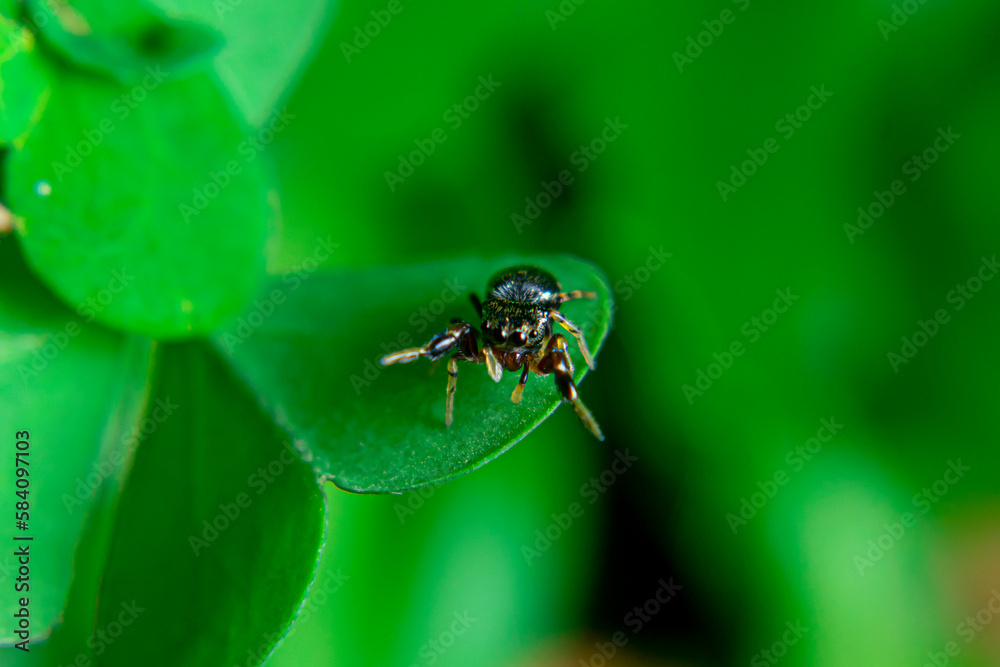 Naklejka premium Jumping spiders are a group of spiders that are known for their ability to jump several times their own body length. They are typically small in size, with most species ranging from 1 to 25 mm in leng