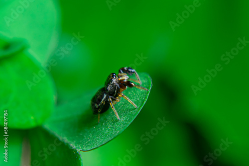 Jumping spiders are a group of spiders that are known for their ability to jump several times their own body length. They are typically small in size, with most species ranging from 1 to 25 mm in leng