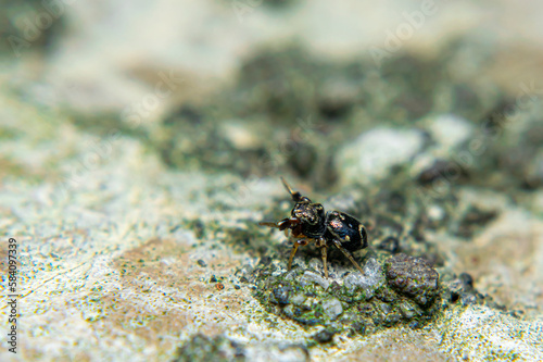 Jumping spiders are a group of spiders that are known for their ability to jump several times their own body length. They are typically small in size, with most species ranging from 1 to 25 mm in leng
