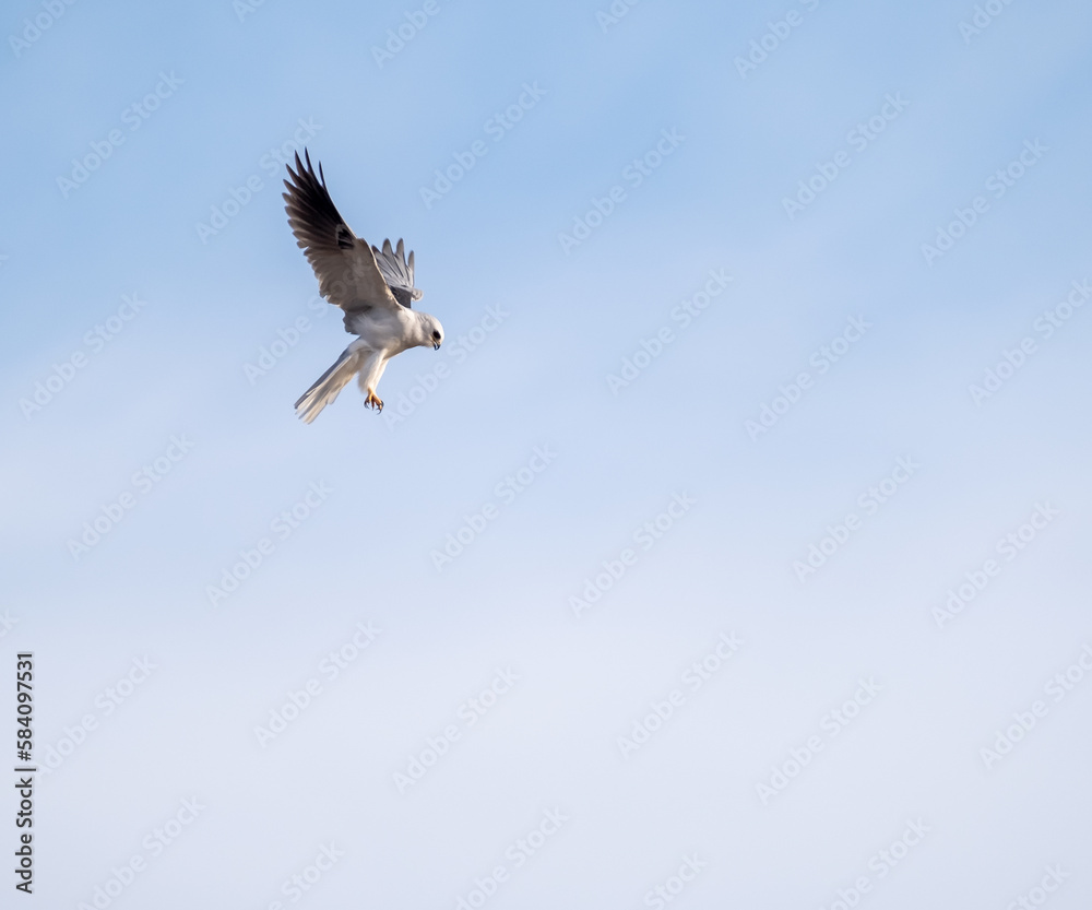 bird bird