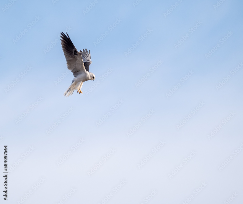 Fototapeta premium bird