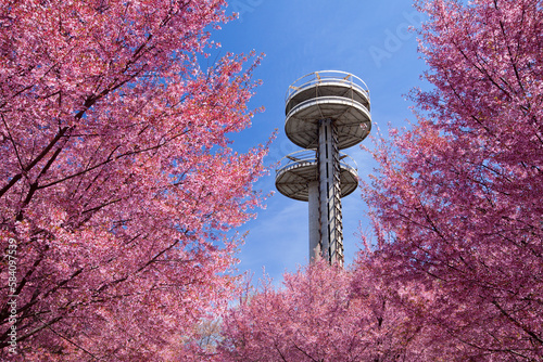 Cherry blossom trees in Flushing Meadows Corona Park at New York City