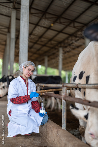 Young woman veterinarian satisfied with milk quality on dairy farm , Agriculture industry, farming and animal husbandry concept ,Cow on dairy farm eating hay,Cowshed.