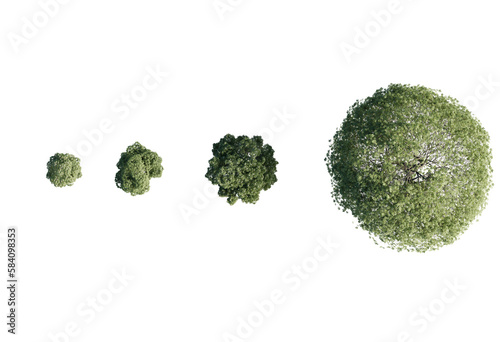 Acer Hippocastanum tree top plan view PNG cutout