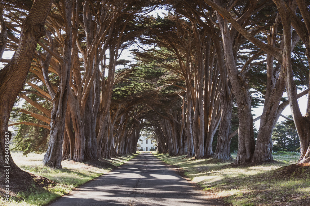 cypress tunnel tree