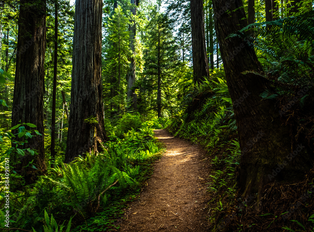 Fototapeta premium Redwood forest 