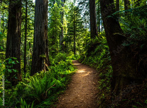 Redwood forest 