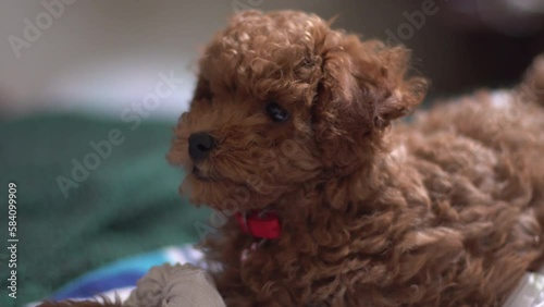 Caniche marrón bebé