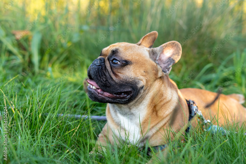 French bulldog puppy on walking in the summer park. Close up cute bulldog lying on the grass outside. 
