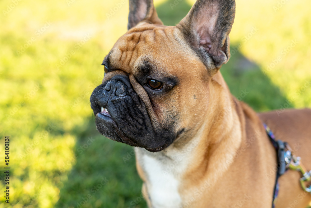 French bulldog puppy on walking in the summer park. Close up cute bulldog outside. 