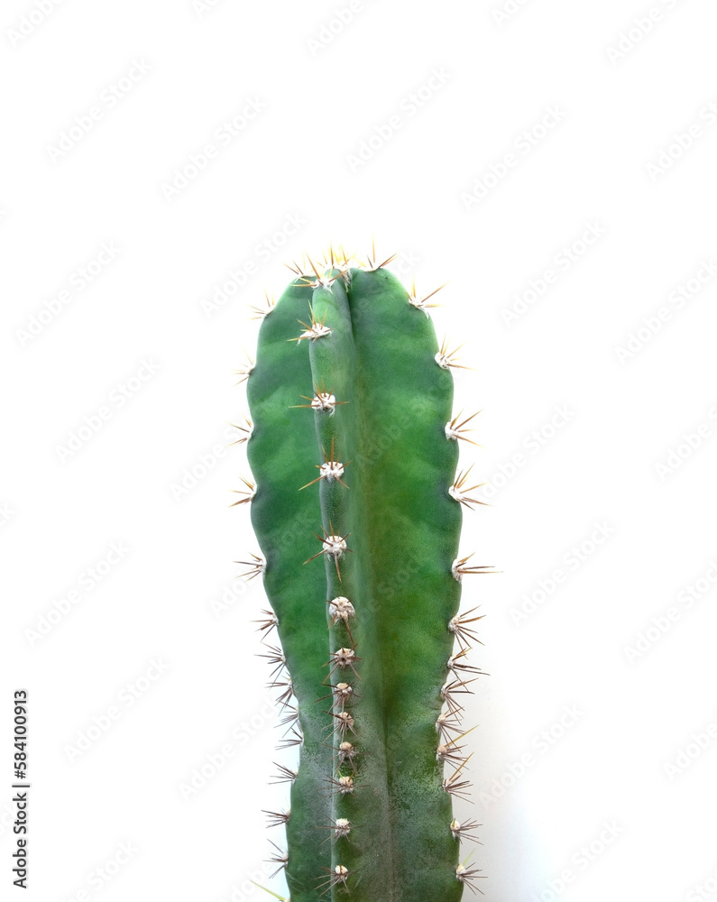 Cactus, succulent, fresh green, spikes on a white background.