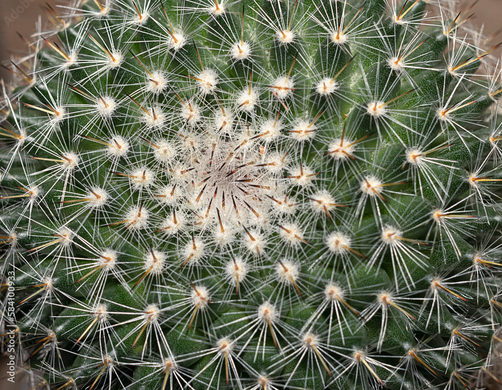 cactus, succulent, houseplant close up background cactus, succulent, houseplant close up background