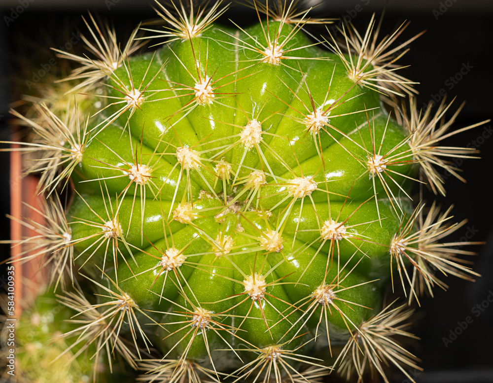 cactus, succulent, houseplant close up background cactus, succulent, houseplant close up background