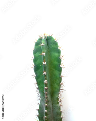 Cactus, succulent, fresh green, spikes on a white background.