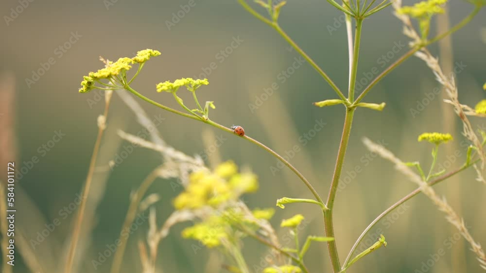 Close up of a ladybird or ladybug crawling along flower in field.