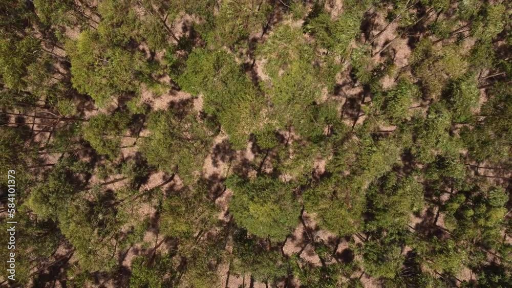 Conserved forest flora Gran Chaco Argentina aerial Conserved forest flora Gran Chaco Argentina aerial