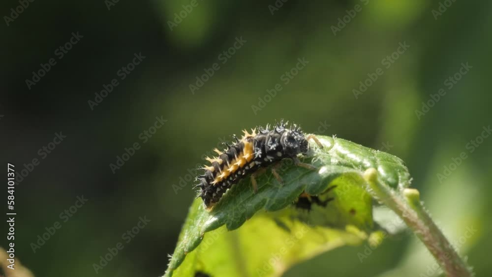 Ladybug larva eating an green aphid that has infested a plum tree Ladybug larva eating an green aphid that has infested a plum tree