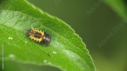 Lady bug larva pupating on green leaf photo