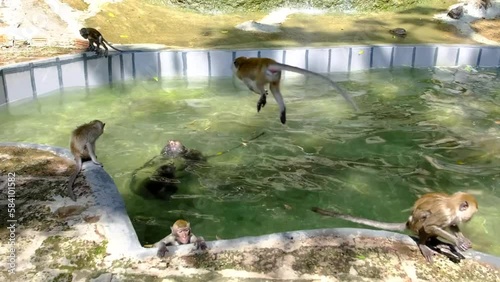 Monkeys are swimming into the man-made pond in the neighborhood
