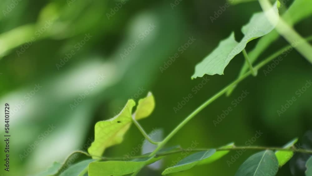 Close up of green leaves on bushes with soft sunlight shining through, HD Video. Close up of green leaves on bushes with soft sunlight shining through, HD Video.