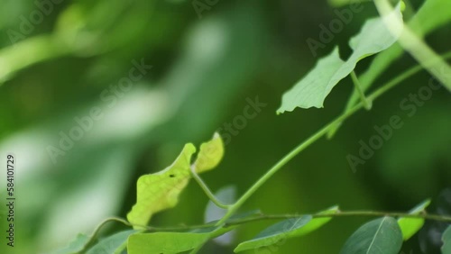 Close up of green leaves on bushes with soft sunlight shining through, HD Video. photo