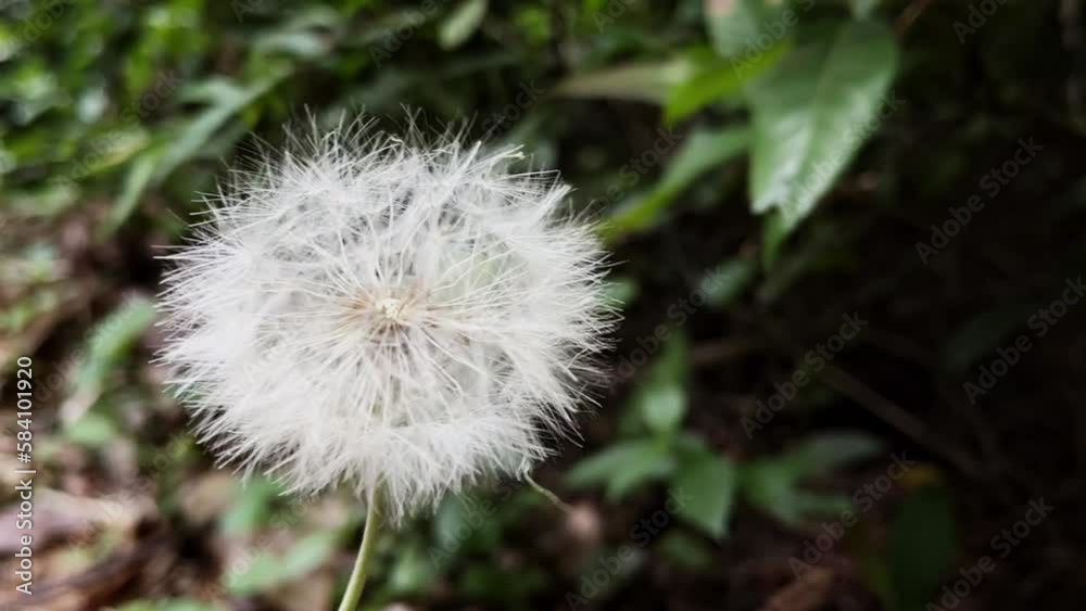 The ballet of the white dandelion flower dancing in the wind in closeup, making the garden more beautiful with the movement of this flower. The ballet of the white dandelion flower dancing in the wind in closeup, making the garden more beautiful with the movement of this flower.