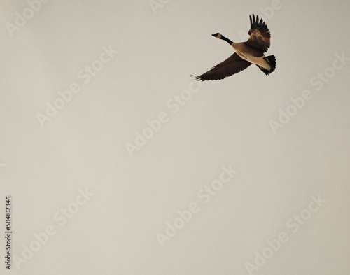 goose with wings extended