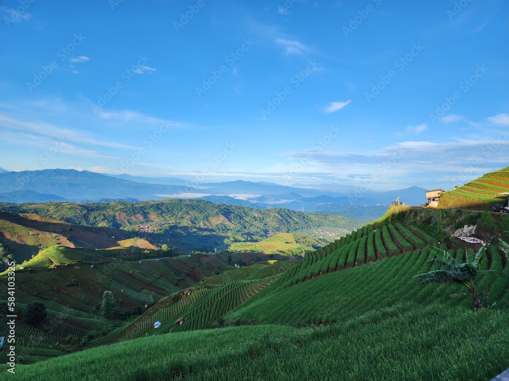 Fototapeta premium morning view at terracing shallot plantation in Majalengka, west java, Indonesia