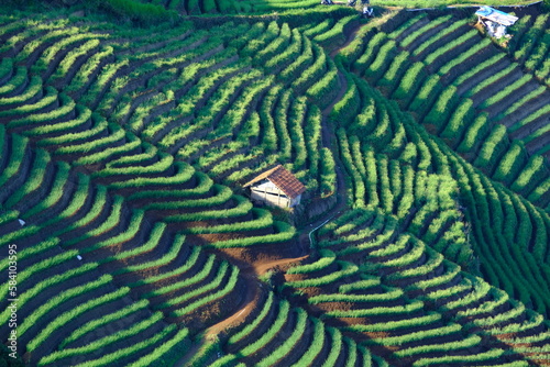 view of hut in the shallot plantation. terracing in Majalengka, West Java, Indonesia
