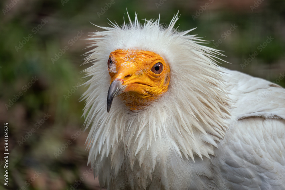 Vulture scavenger portrait outdoors in nature. Vulture scavenger portrait outdoors in nature.
