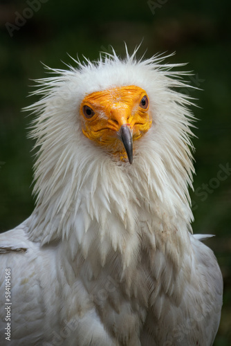 Vulture scavenger portrait outdoors in nature.