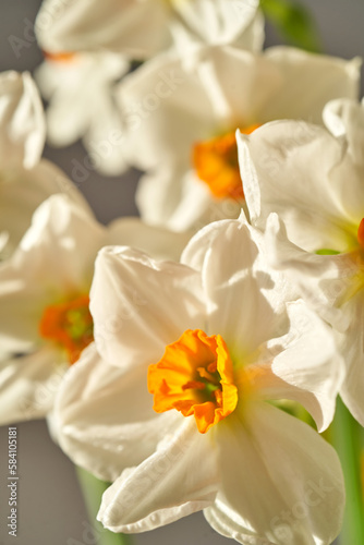Light background of beautiful narcissus flowers.