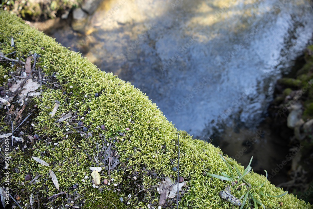 moss on the rocks next to a water moss on the rocks next to a water