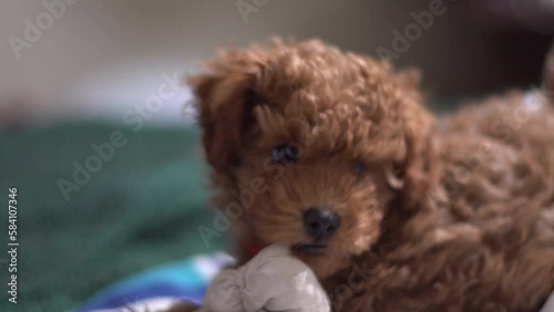 Caniche marrón bebé