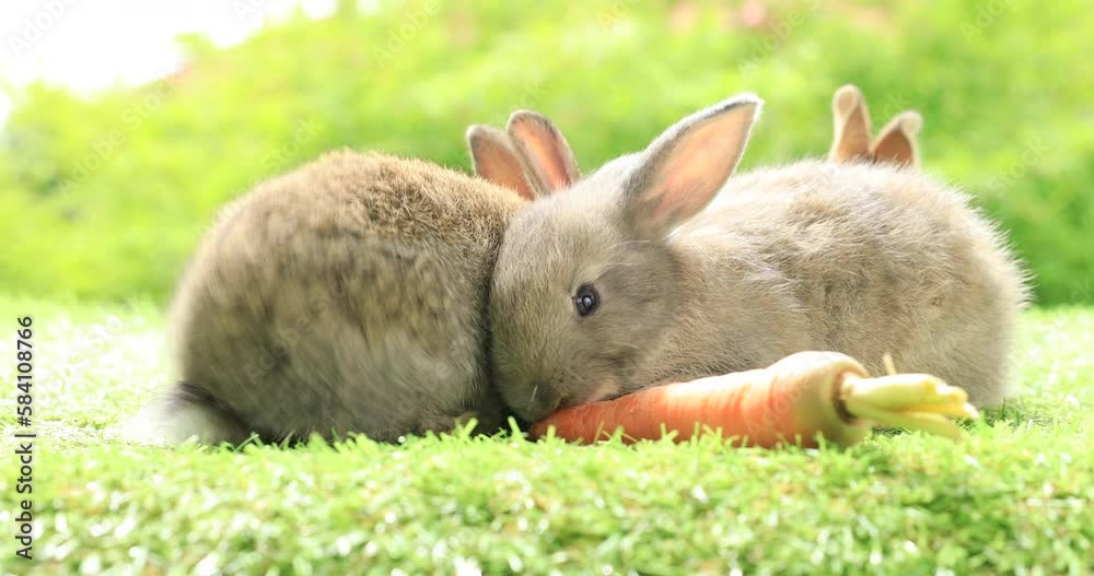 Group of healthy lovely baby bunny easter rabbits eating food, carrot, grass on nature background. Cute fluffy rabbits sniffing, looking around, nature life. Symbol of easter day.