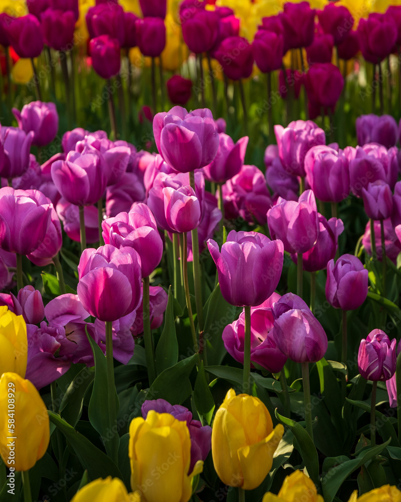 Tulip Flowers - Spring