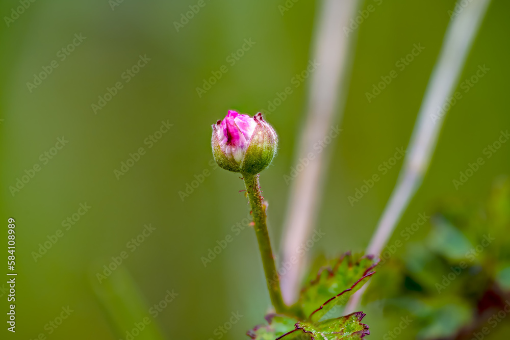 Wild blackberry (Rubus)