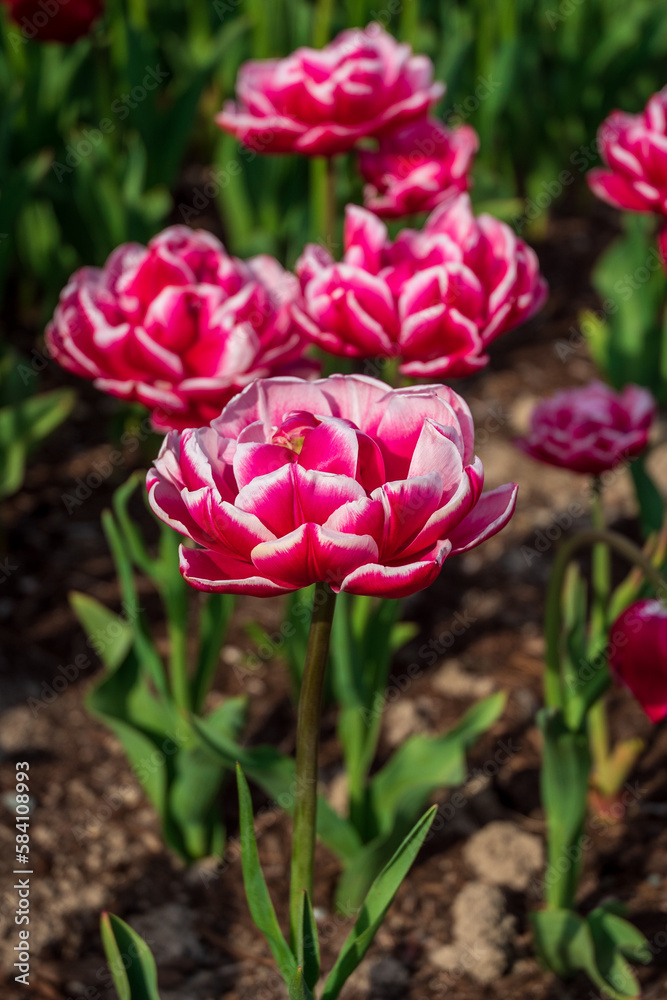 Tulip Flowers - Spring