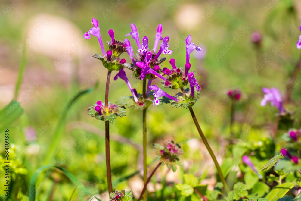 Plant species from Turkey flora.. Scientific name; .Lamium amplexicaule Plant species from Turkey flora.. Scientific name; .Lamium amplexicaule