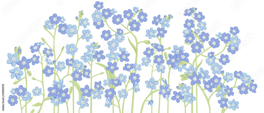 forget-me-nots, field flowers, vector drawing wild plants at white background, floral elements, hand drawn botanical illustration