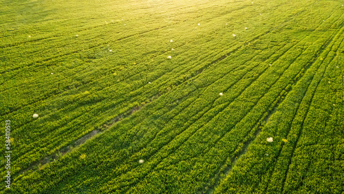 A field of green grass