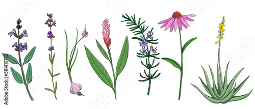vector drawing medicinal plants, set of healing herbs, sage, lavender,garlic, echinacea, rosemary, ginger and aloe, hand drawn illustration