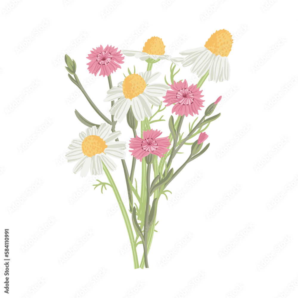 maiden pink and mayweed, bouquet of field flowers, vector drawing wild plants at white background, floral elements, hand drawn botanical illustration