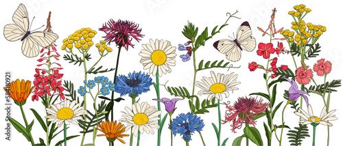 field flowers and butterflies, vector drawing wild plants at white background, flowering meadow , hand drawn botanical illustration