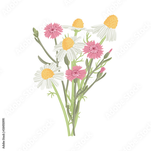 maiden pink and mayweed, bouquet of field flowers, vector drawing wild plants at white background, floral elements, hand drawn botanical illustration