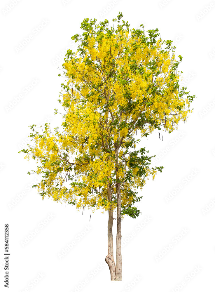 Golden shower tree isolated on white background, clipping path Golden shower tree isolated on white background, clipping path
