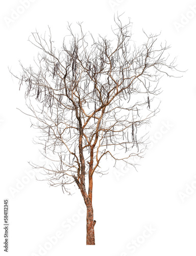 Dead tree isolated on a white background, clipping path