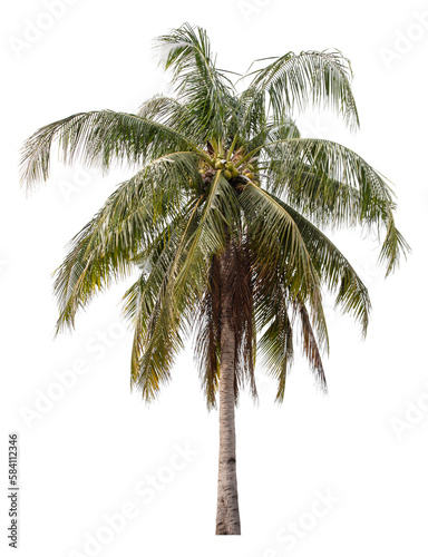 Coconut palm tree isolated on white background, clipping path