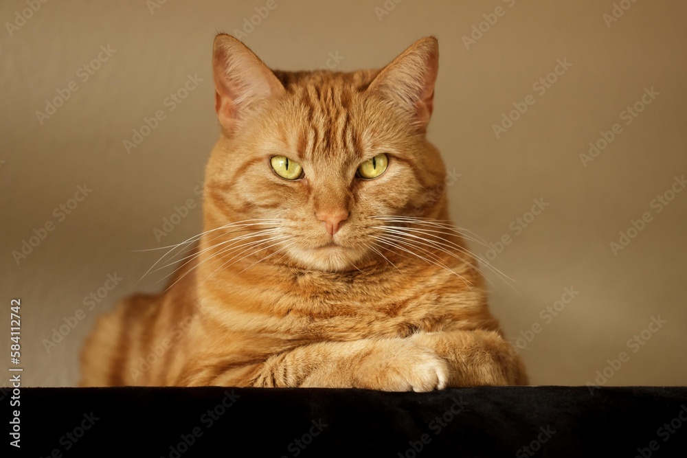 Obraz premium Disdainful, imperious red tabby cat