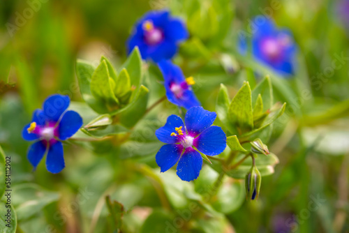 Wild flower in blue color. ...